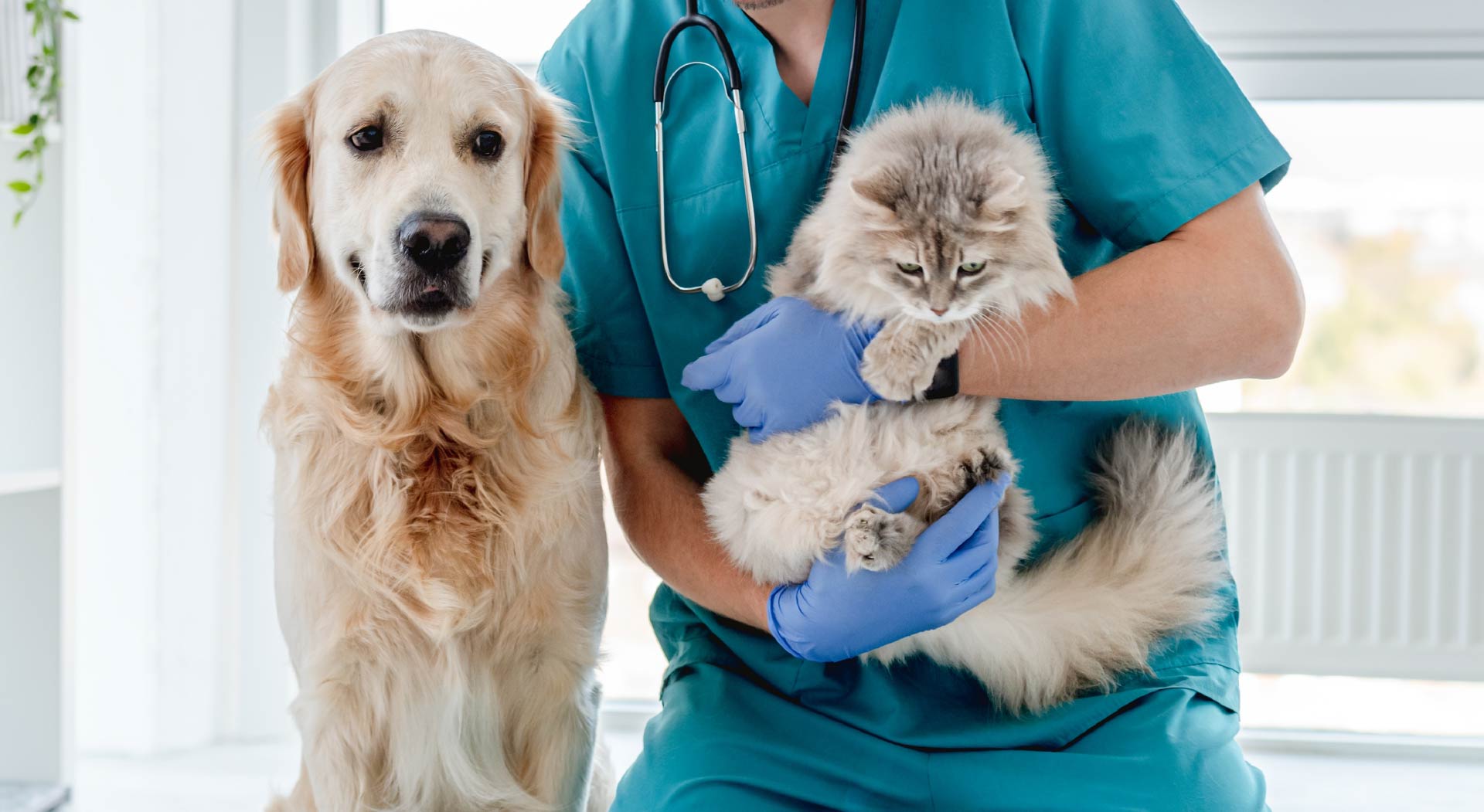 Un vétérinaire tient un chat et un chien dans ses bras Un vétérinaire tient un chat et un chien dans ses bras